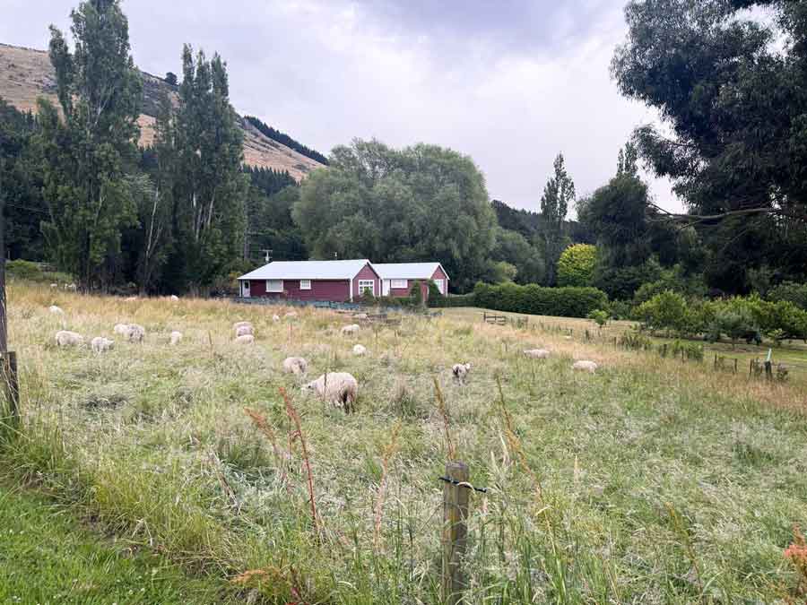 barns-sheep-field-low
