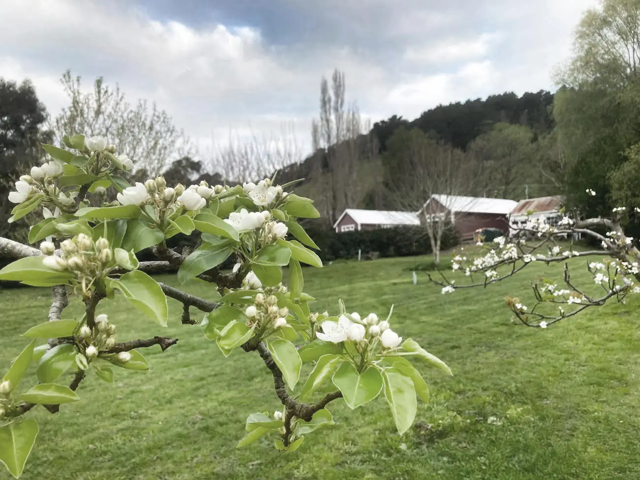 orchard